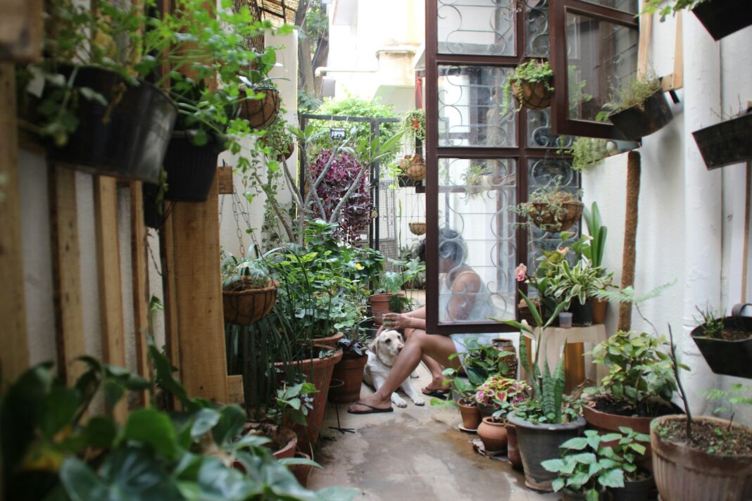 Narrow courtyard garden filled with potted plants