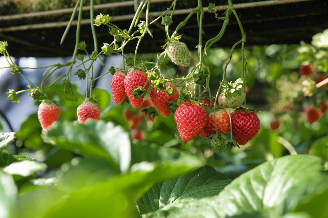 Ripe strawberries hanging from a raised gutter-style planter