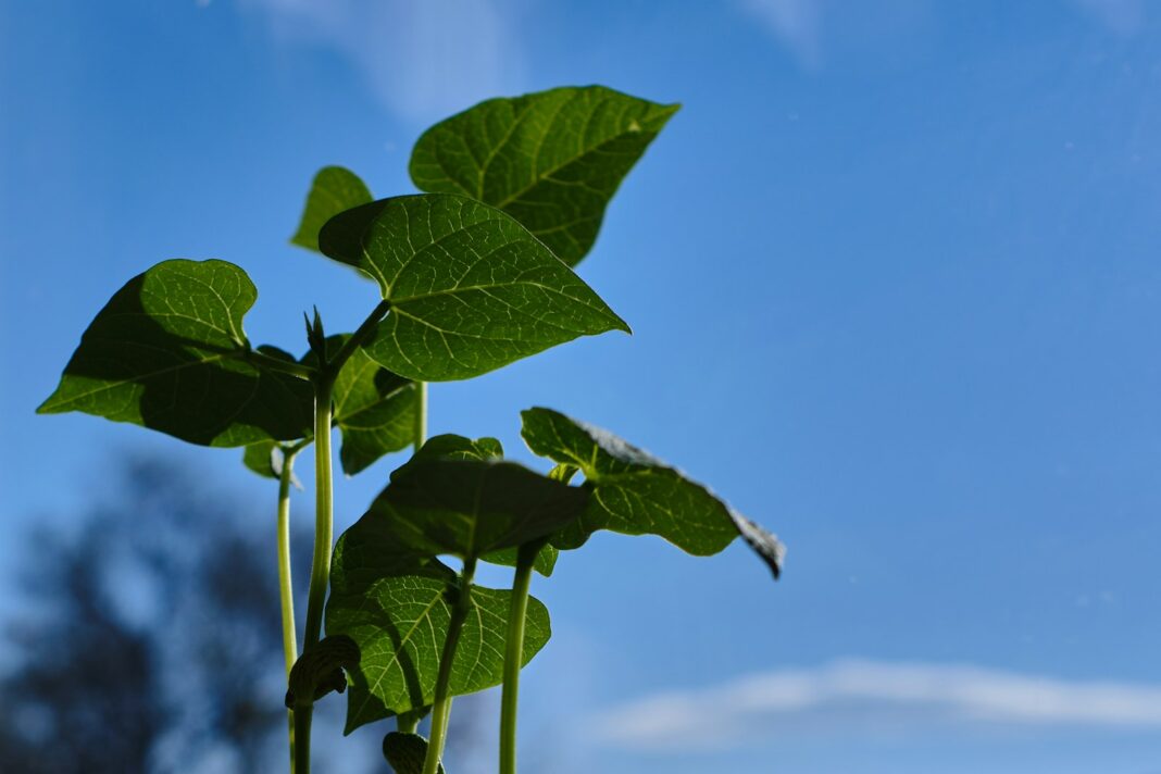 Young bean plant with green leaves against a blue sky